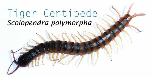 Centipedes